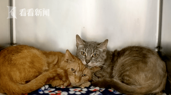 主人欠钱猫被拍卖这是一个比较复杂和敏感的问题，涉及到动物权益、法律和道德等多个方面。如果主人欠钱，可能需要采取一些措施来解决债务问题，但是将宠物猫作为抵押品或资产进行拍卖是不合适的做法。